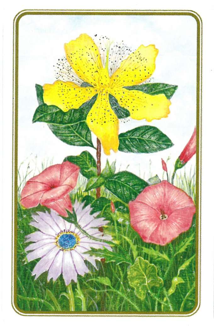 Wildflowers of the Natural World Playing Cards USGS