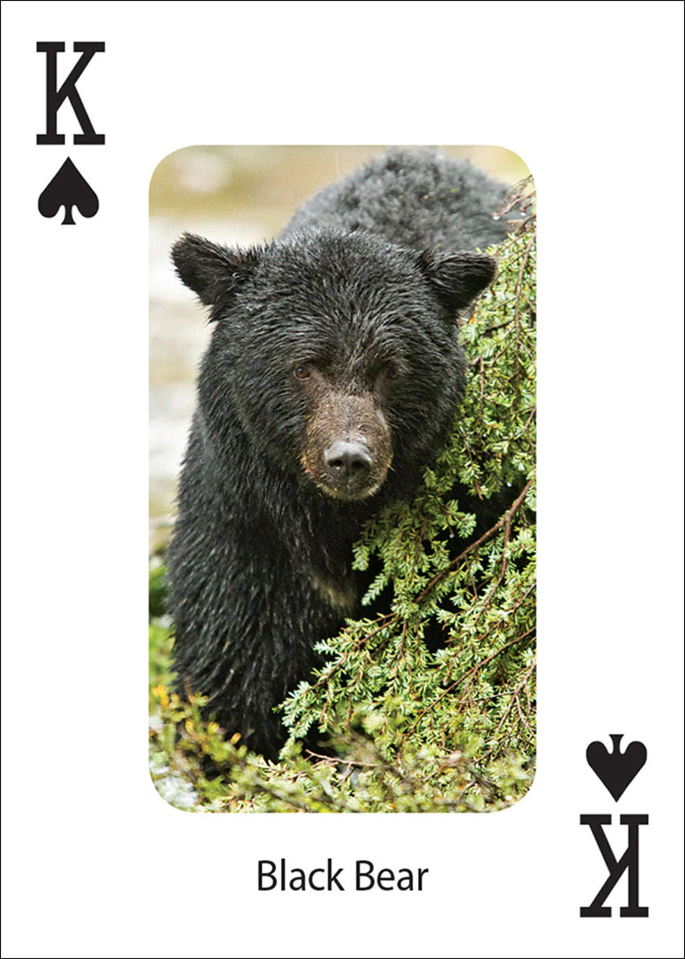 906-bears-playing-cards-1.jpg