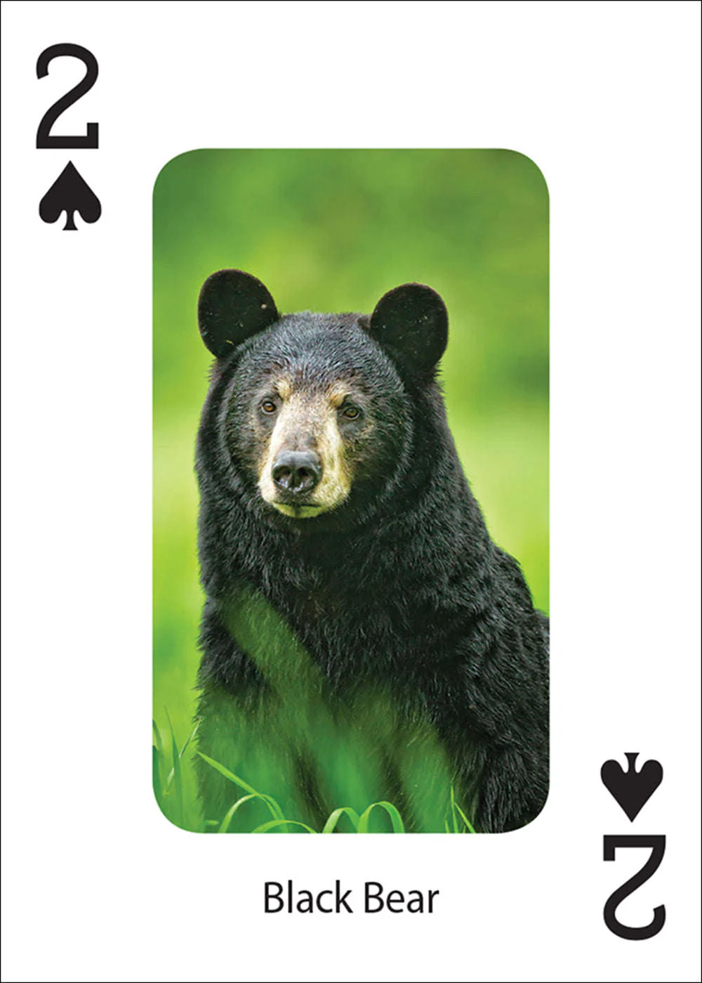 906-bears-playing-cards-1.jpg