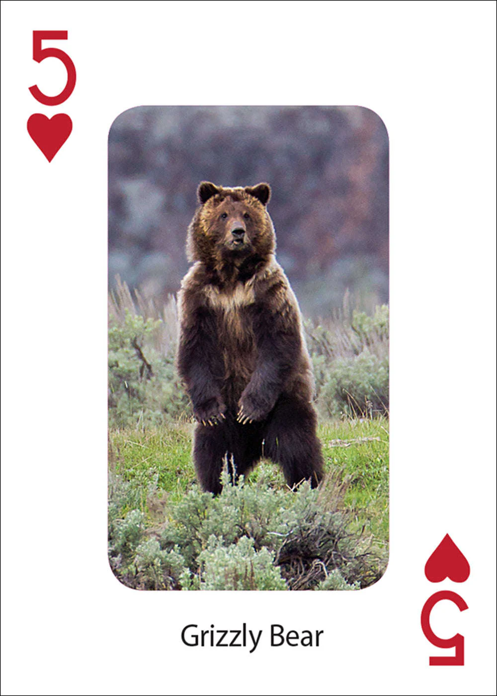 906-bears-playing-cards-1.jpg