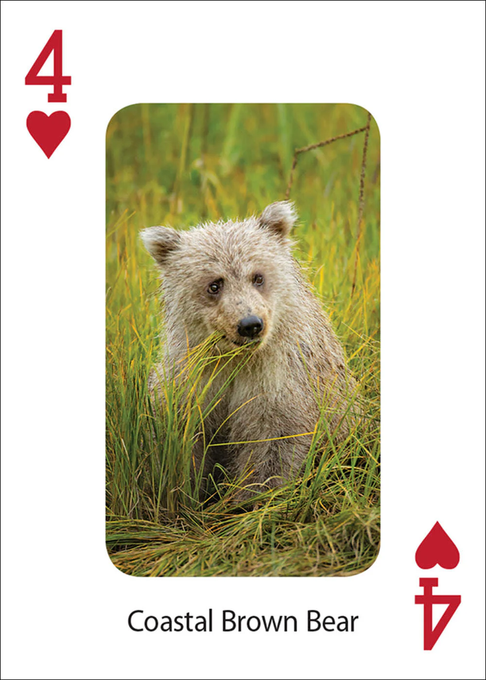 906-bears-playing-cards-1.jpg